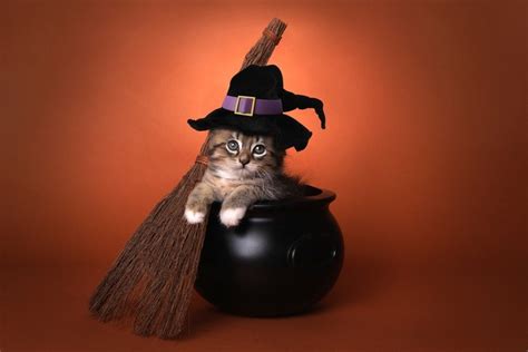 The Charm of Kitten Witches: Where to Observe Their Captivating Abilities